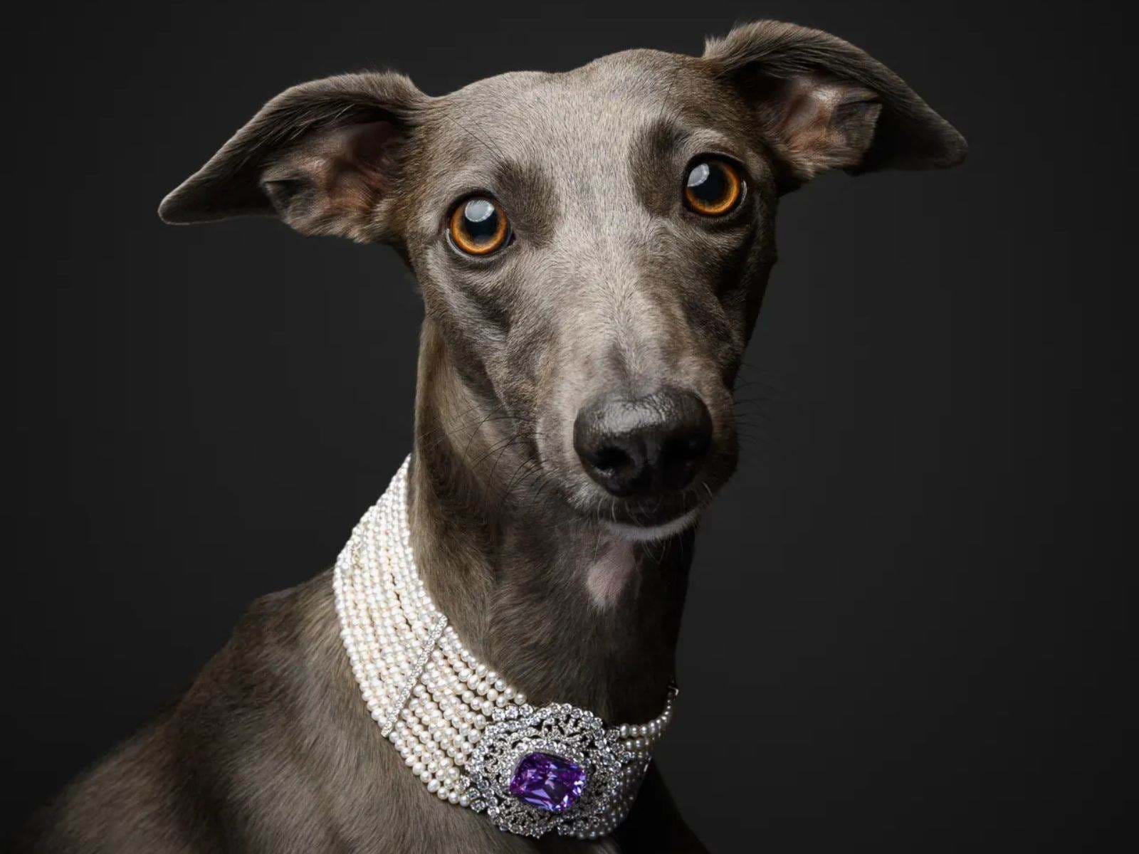 Pawtiqe Dog Photoshoot