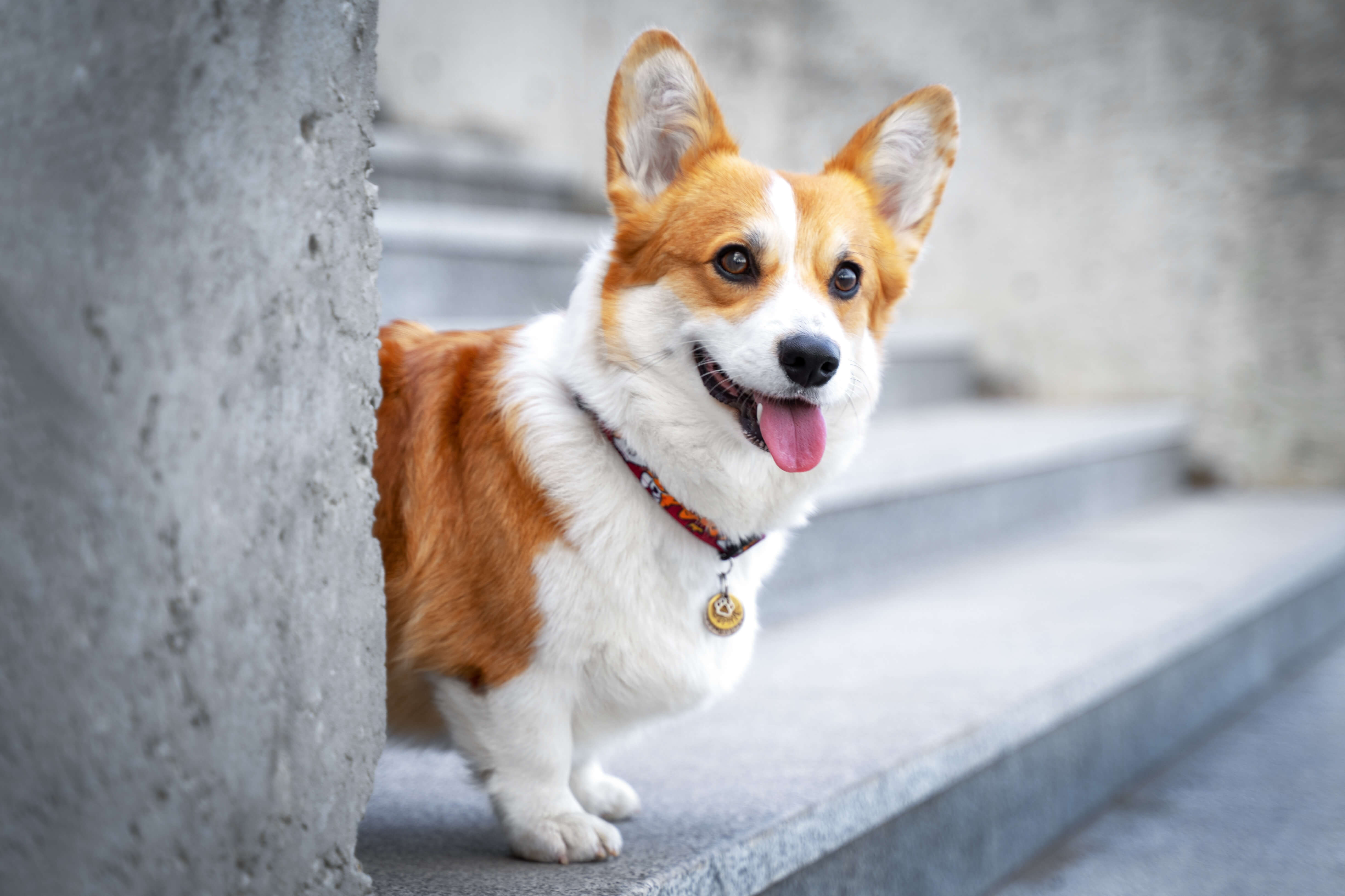 Corgi on steps